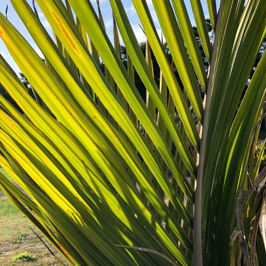 Nikau'S On Palmer Foxton Beach Dış mekan fotoğraf